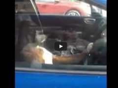 Pourquoi il ne faut pas laisser son chien enfermé dans la voiture Pourquoi il ne faut pas laisser son chien enfermé dans la voiture
